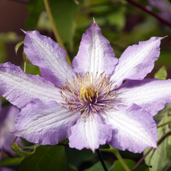 Clematis 'Joan Picton' ~ Joan Picton Clematis-ServeScape