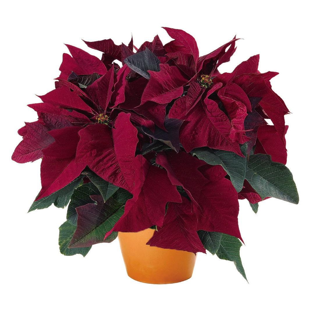 Euphorbia pulcherrima 'Prestige Maroon' ~ Prestige Maroon Novelty Poinsettia-ServeScape