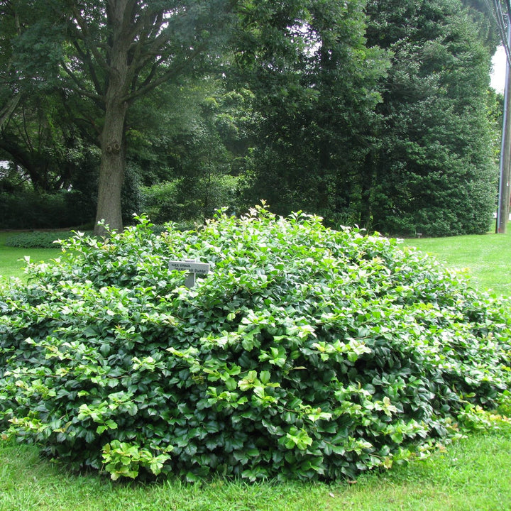 Ilex opaca 'Maryland Dwarf' ~ Maryland Dwarf Holly-ServeScape