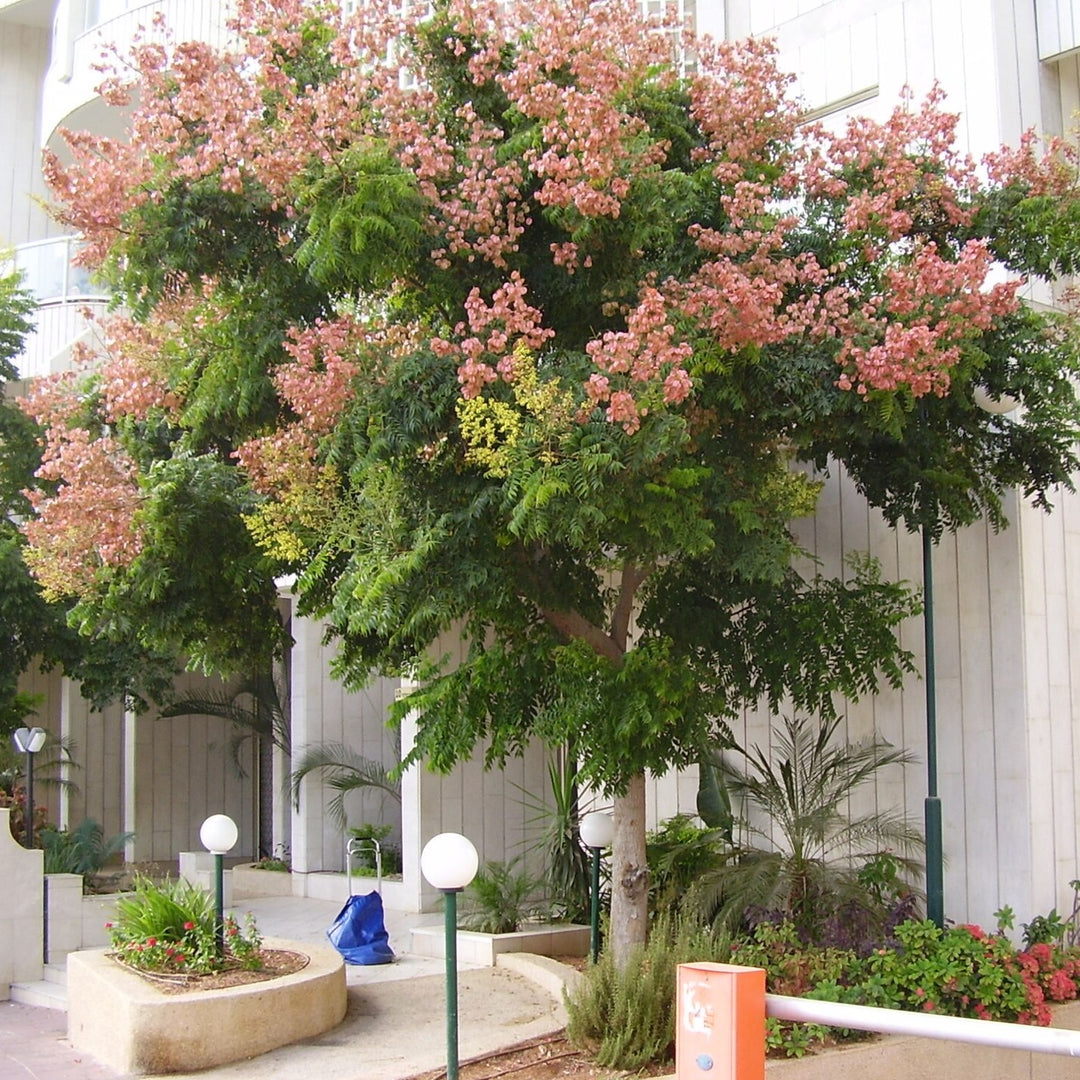 Koelreuteria bipinnata ~ Chinese Flame Tree-ServeScape