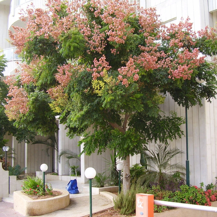 Koelreuteria bipinnata ~ Chinese Flame Tree-ServeScape