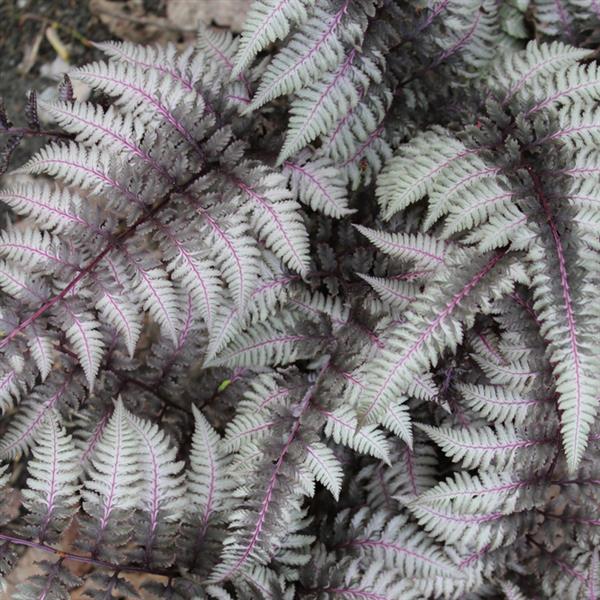 Athyrium niponicum var. pictum 'Red Beauty' ~ Red Beauty Japanese Painted Fern-ServeScape