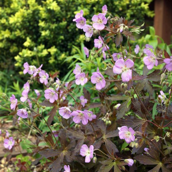 Geranium maculatum 'Espresso' ~ Espresso Wild Cranesbill-ServeScape
