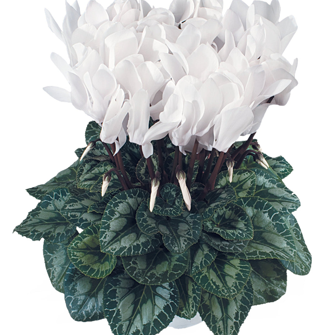 Cyclamen persicum 'Latinia Success Pure White' ~ Latinia® Success Pure White Cyclamen-ServeScape