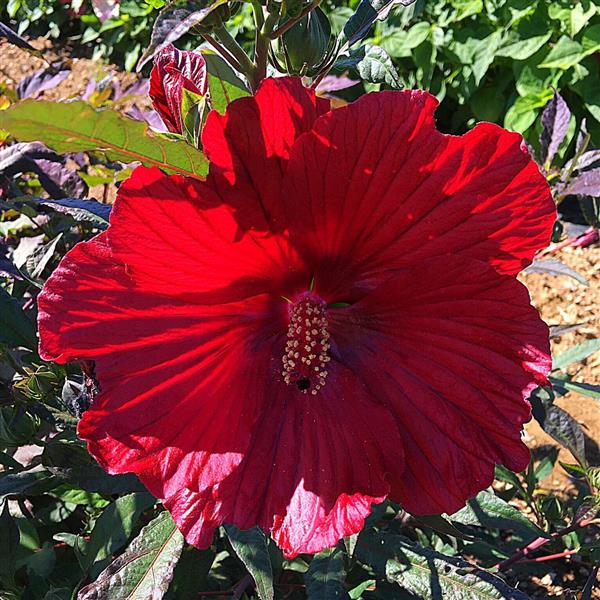 Hibiscus moscheutos 'G16124' ~ MoonShadow™ Carmine Hibiscus-ServeScape