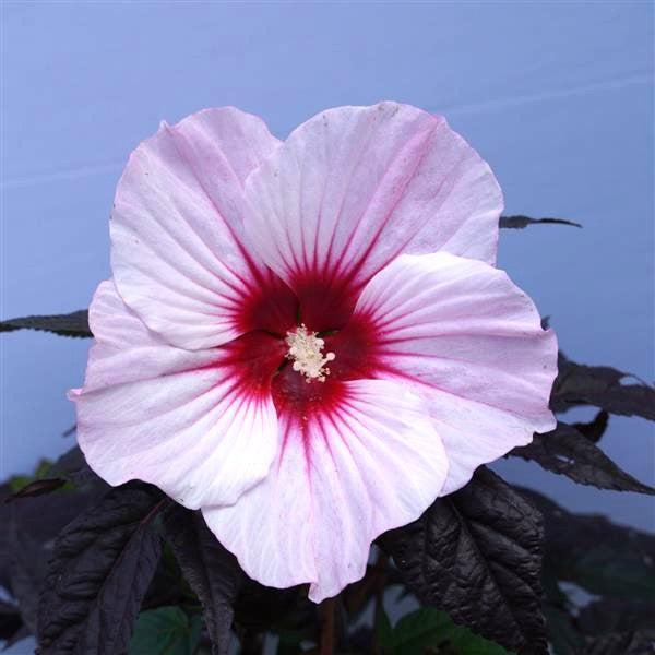 Hibiscus moscheutos 'Rosita' ~ MoonShadow™ Rosita Hibiscus-ServeScape