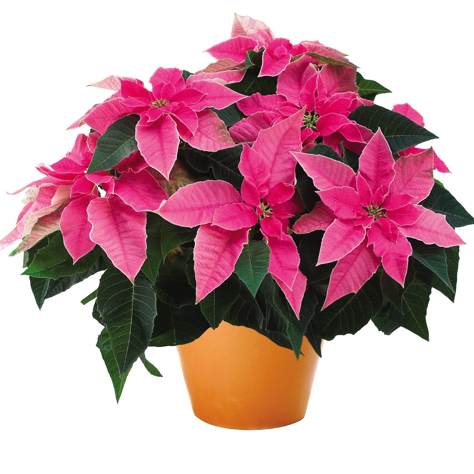 Euphorbia pulcherrima 'Princettia Hot Pink' ~ Princettia® Hot Pink Poinsettia-ServeScape