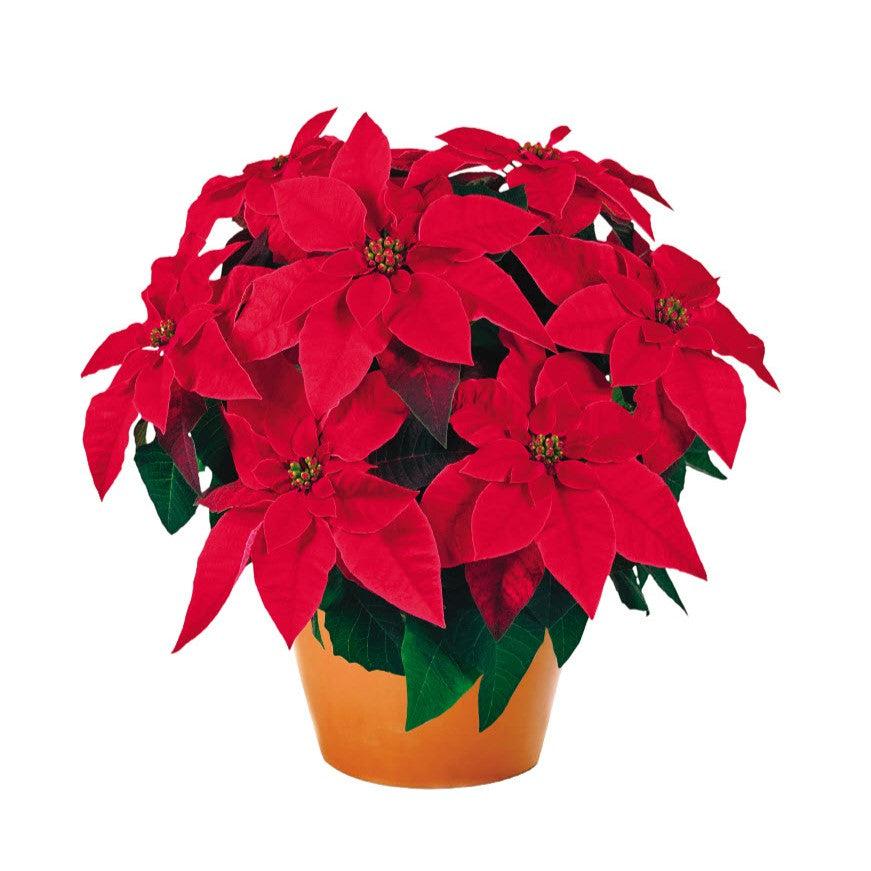 Euphorbia pulcherrima 'Princettia Red' ~ Princettia® Red Poinsettia-ServeScape