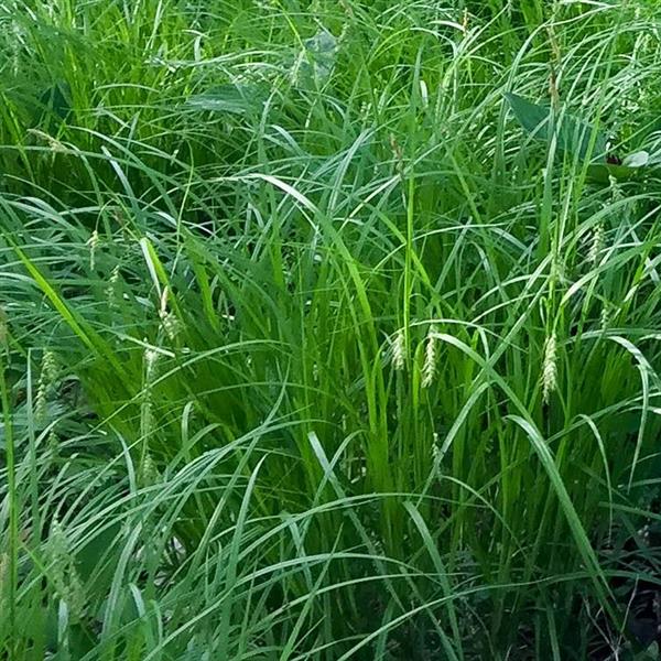 Carex sprengelii ~ Long Beaked Sedge-ServeScape