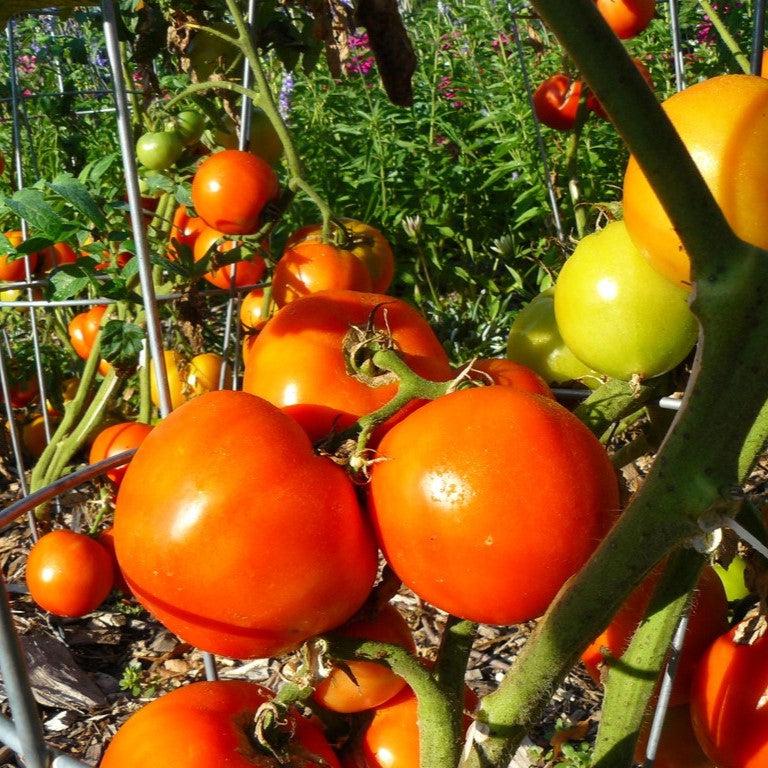 Solanum lycopersicum 'Celebrity' ~ Celebrity Tomato-ServeScape