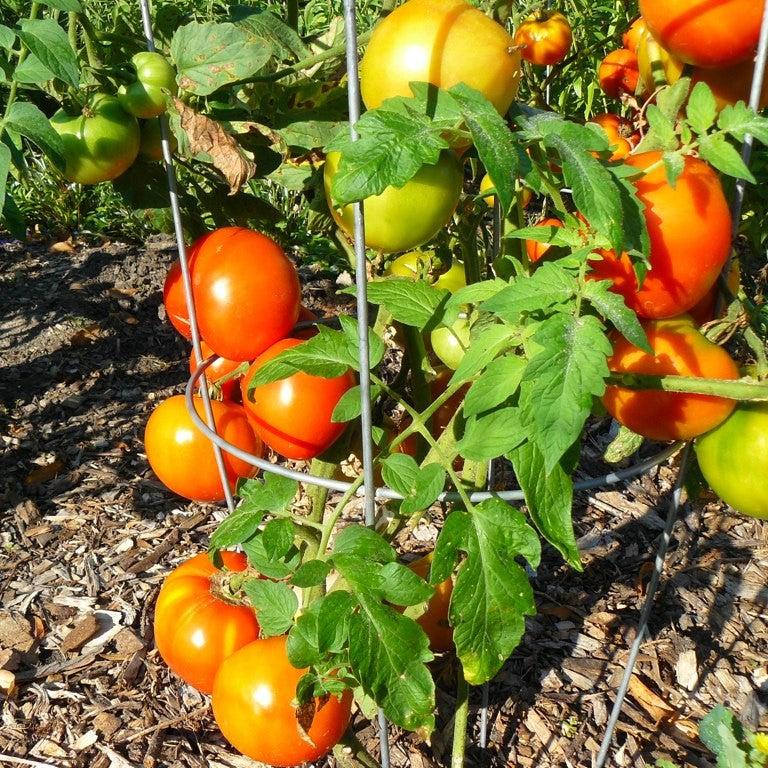 Solanum lycopersicum 'Celebrity' ~ Celebrity Tomato-ServeScape