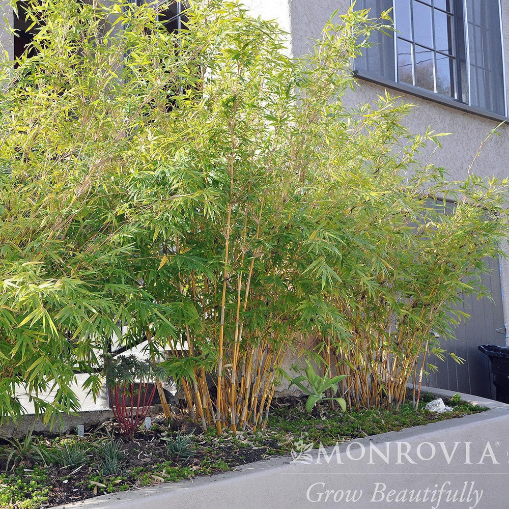 Bambusa multiplex 'Alphonse Karr' ~ Monrovia® Alphonse Karr Clumping Bamboo-ServeScape