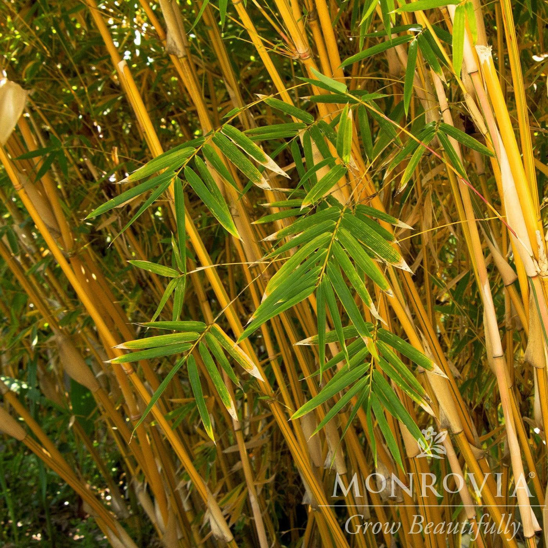 Bambusa multiplex 'Alphonse Karr' ~ Monrovia® Alphonse Karr Clumping Bamboo-ServeScape