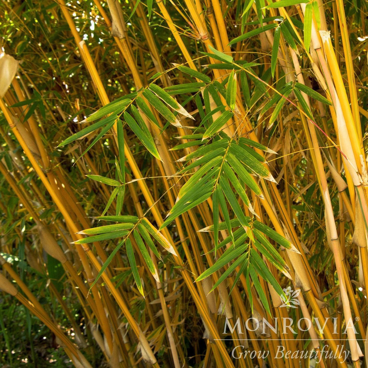 Bambusa multiplex 'Alphonse Karr' ~ Monrovia® Alphonse Karr Clumping Bamboo-ServeScape