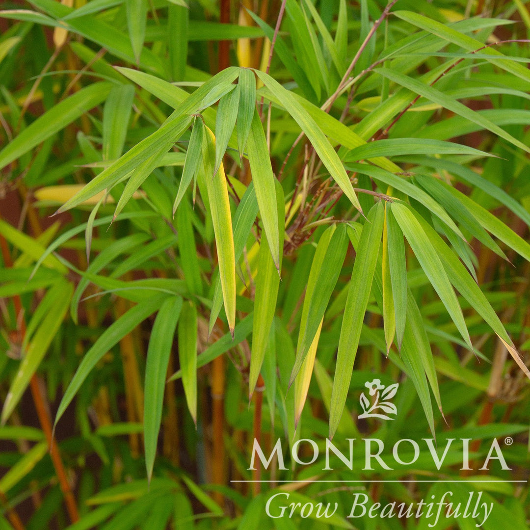 Bambusa multiplex 'Golden Goddess' ~ Monrovia® Golden Goddess Hedge Bamboo-ServeScape