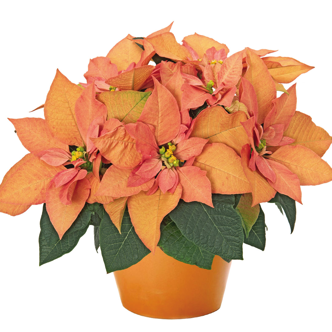 Euphorbia pulcherrima 'Autumn Leaves' ~ Autumn Leaves Poinsettia-ServeScape