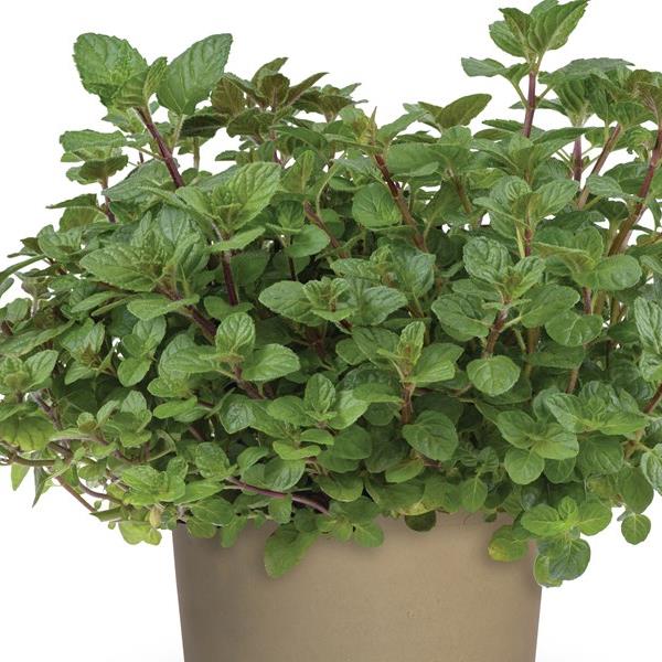 Mentha x piperita 'Grapefruit' ~ Grapefruit Mint-ServeScape
