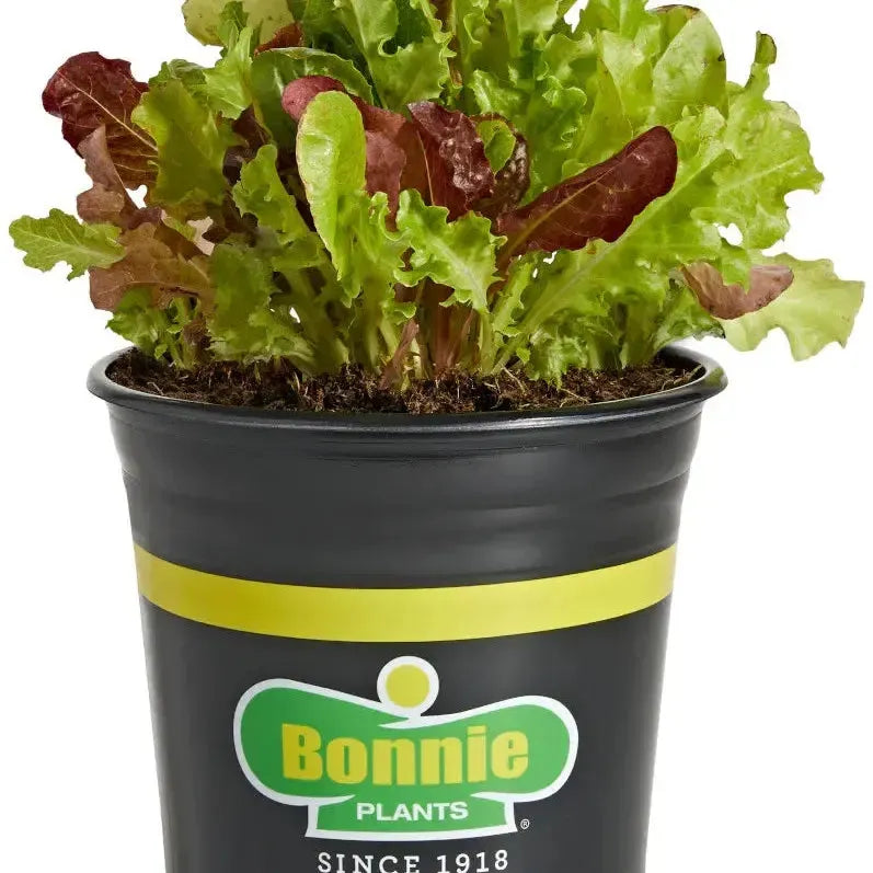 Gourmet Salad Mix-ServeScape