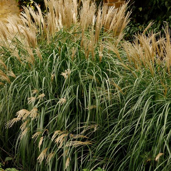 Miscanthus sinensis 'Little Kitten' ~ Dwarf Maiden Grass, Chinese Silver Grass-ServeScape