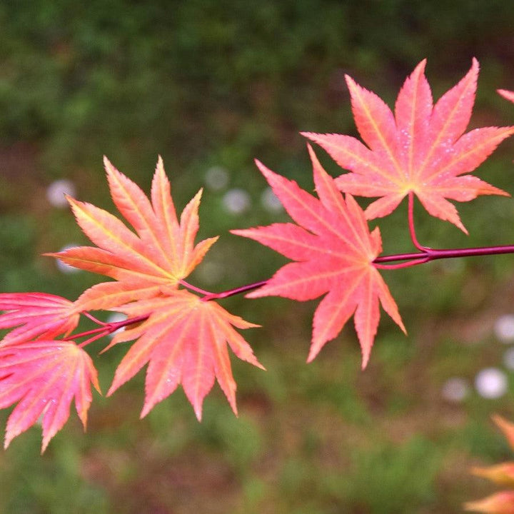Acer shirasawanum 'Autumn Moon' ~ Autumn Moon Japanese Maple-ServeScape