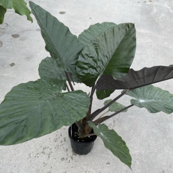Alocasia 'Metalhead ~ Metalhead Alocasia-ServeScape