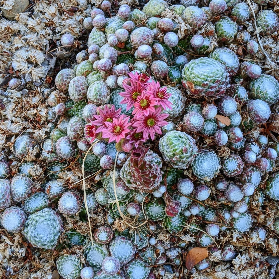 Sempervivum arachnoideum ~ Cobweb Hens and Chicks-ServeScape