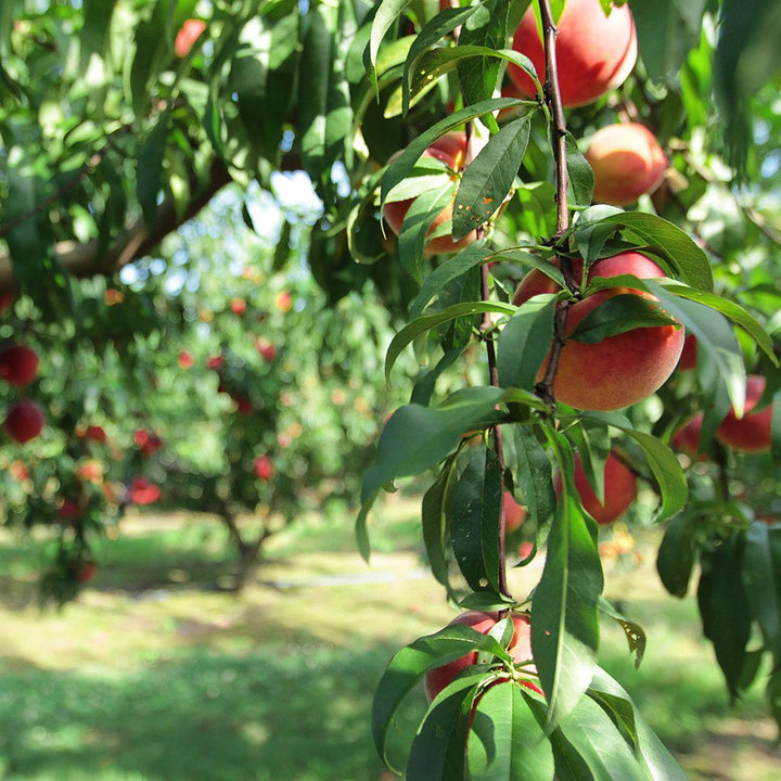 Prunus persica 'August Prince' ~ August Prince Peach-ServeScape