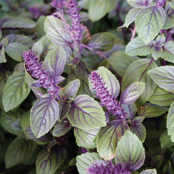 Ocimum kilimandscharicum x basilicum ~ Arican Blue Basil-ServeScape