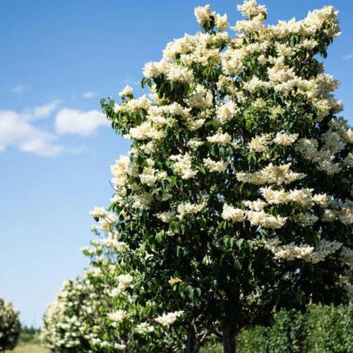 Syringa reticulata 'Summer Storm'~ Summer Storm Lilac-ServeScape