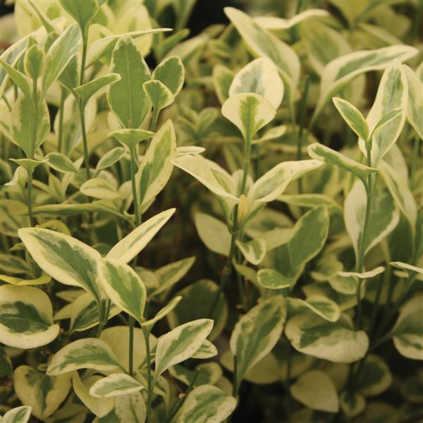 Vinca major 'Expoflora' ~ Expoflora Greater Periwinkle-ServeScape