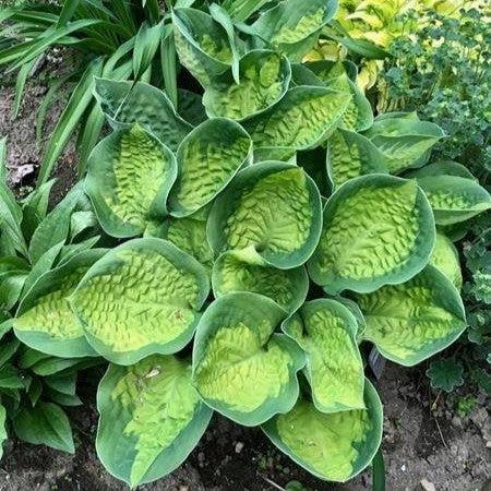 Hosta 'Pocketful of Sunshine' ~ Pocketful of Sunshine Hosta-ServeScape