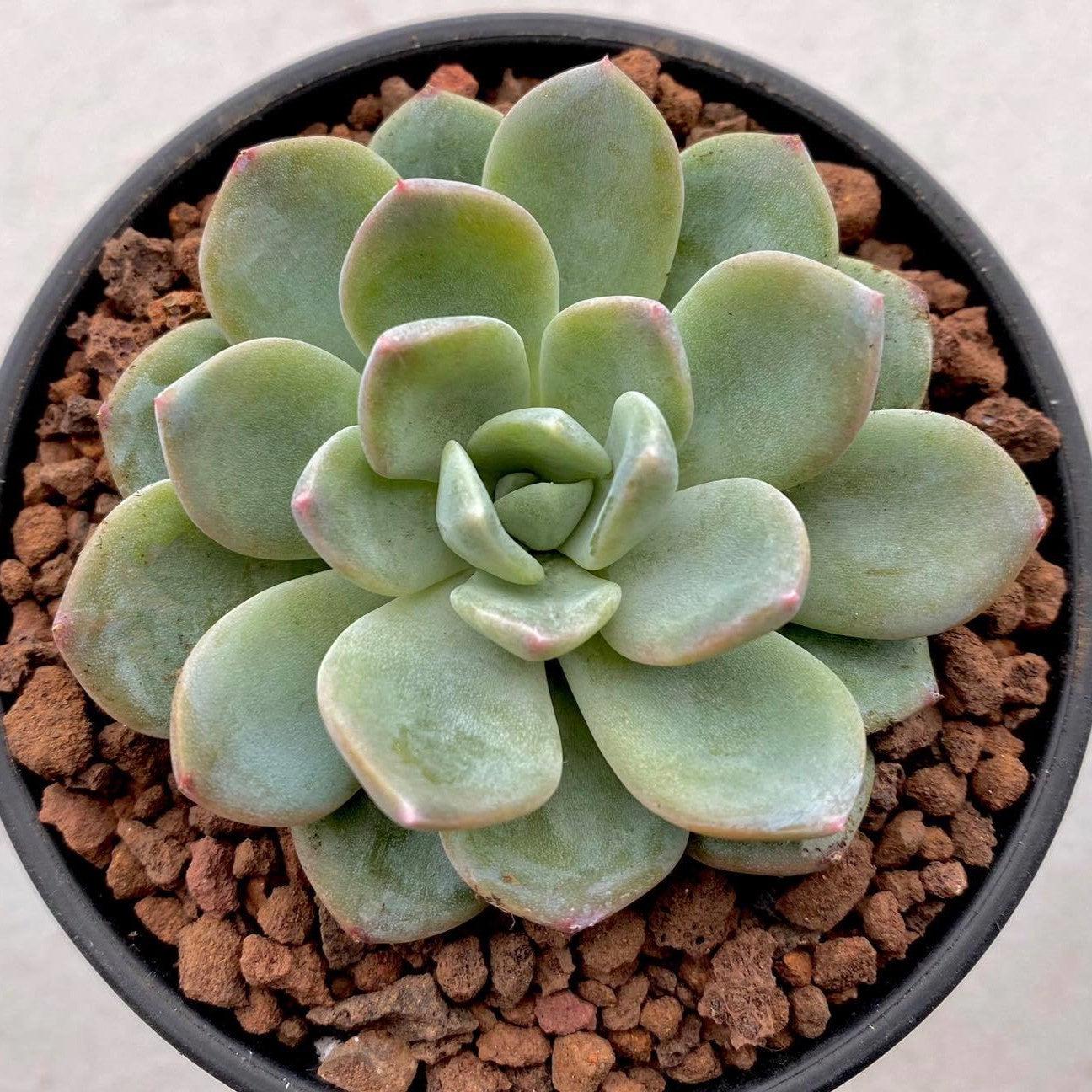 Echeveria 'Aurora' ~ Aurora Echeveria-ServeScape