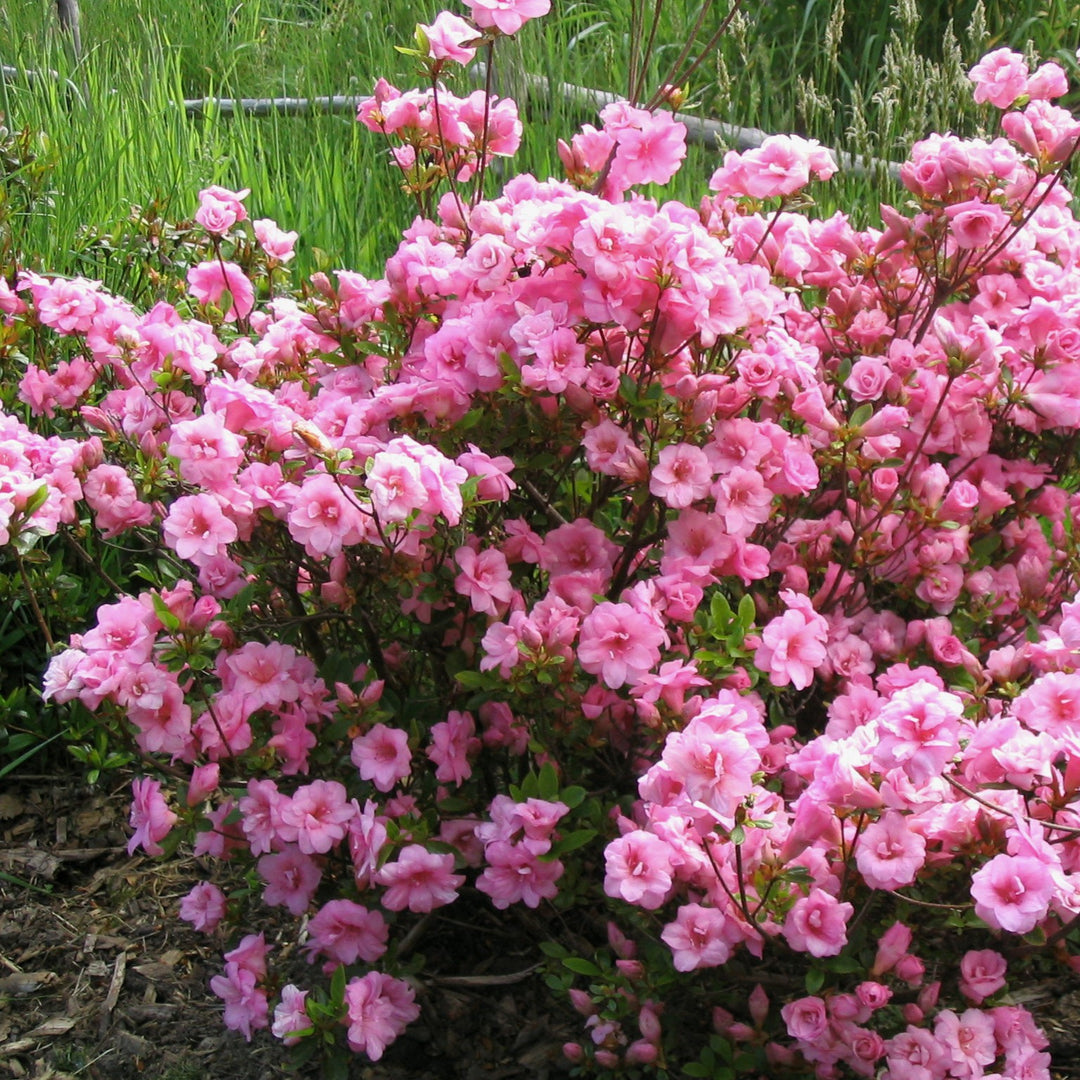 Rhododendron 'RLH2-4P1-5' ~ Ever After™ Blush Azalea-ServeScape