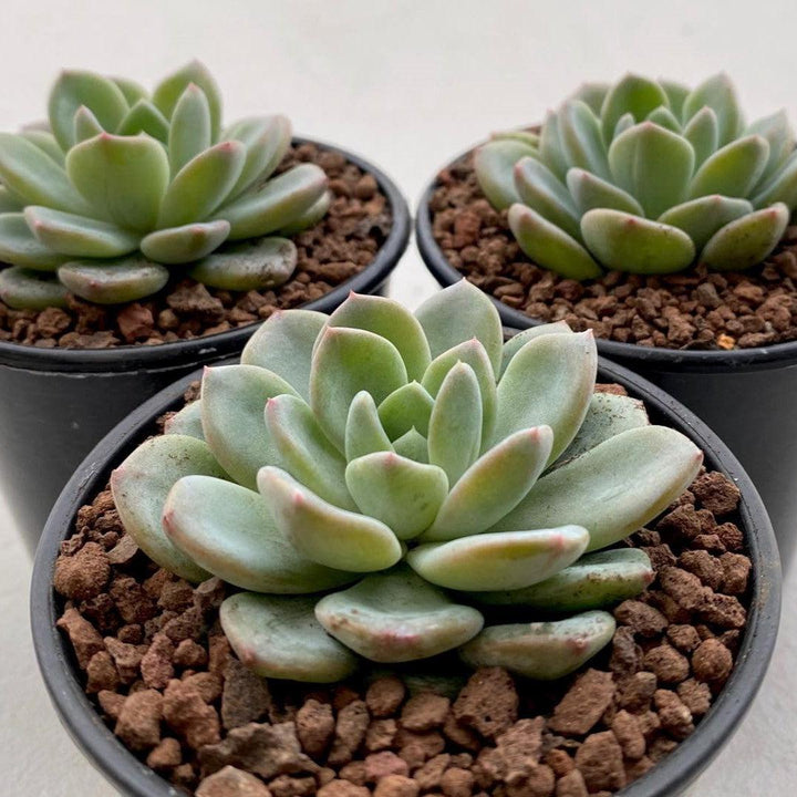 Echeveria 'Aurora' ~ Aurora Echeveria-ServeScape