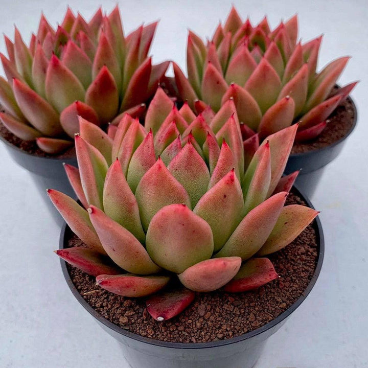 Echeveria Agavoides 'Miranda' ~ Miranda Echeveria-ServeScape