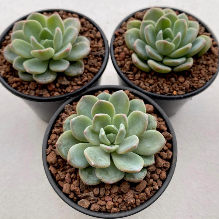 Echeveria 'Aurora' ~ Aurora Echeveria-ServeScape