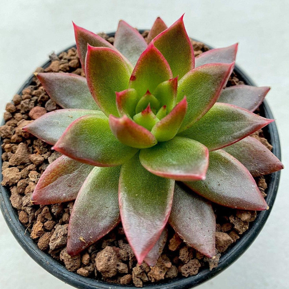 Echeveria Agavoides 'Miranda' ~ Miranda Echeveria-ServeScape