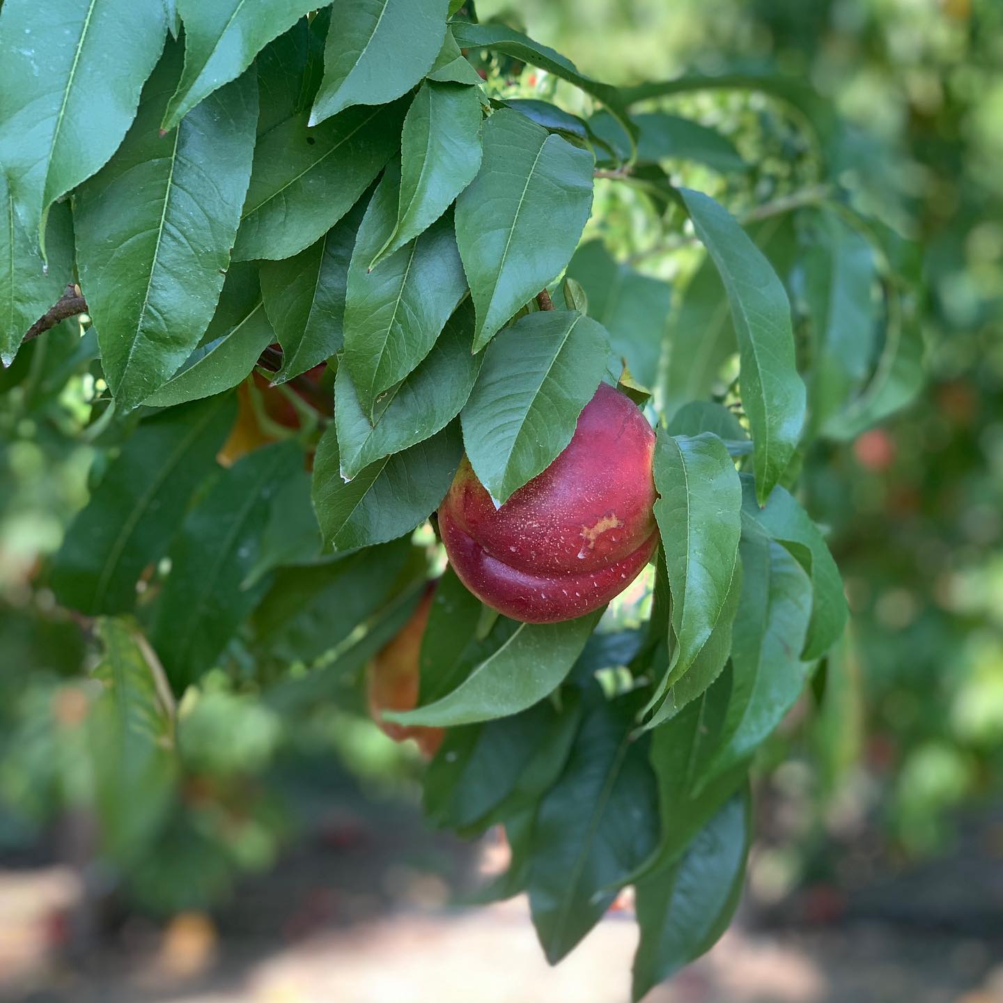 Prunus persica var. nucipersica 'Red Gold' ~ Red Gold Nectarine-ServeScape