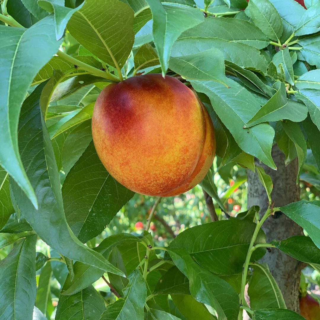 Prunus persica var. nucipersica 'Red Gold' ~ Red Gold Nectarine-ServeScape