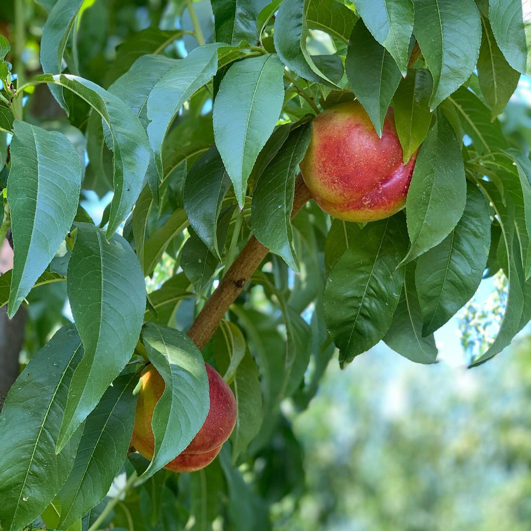 Prunus persica var. nucipersica 'Red Gold' ~ Red Gold Nectarine-ServeScape