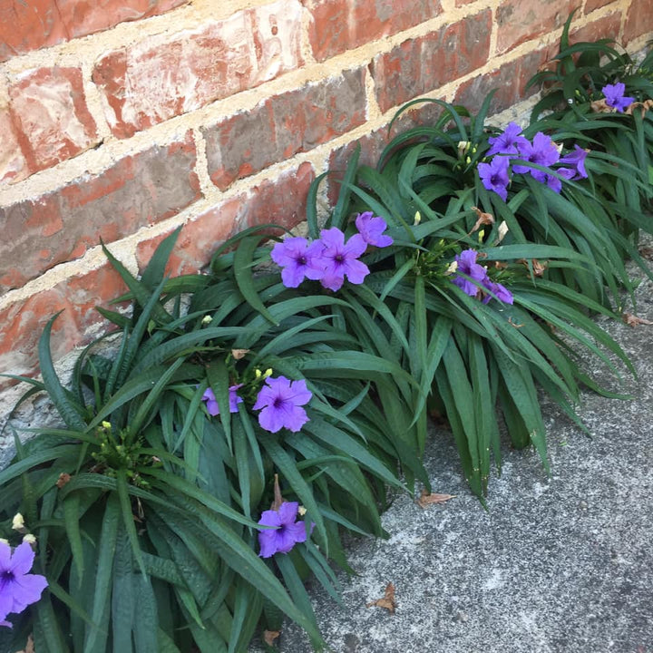 Ruellia brittoniana 'Katie's Dwarf' ~ Katie's Dwarf Blue Petunia-ServeScape