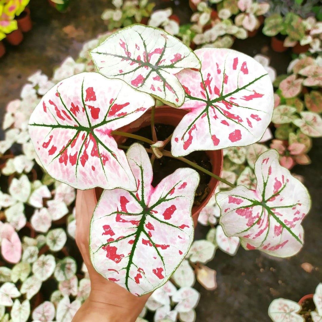 Caladium 'Strawberry Star' ~ Strawberry Star Caladium-ServeScape