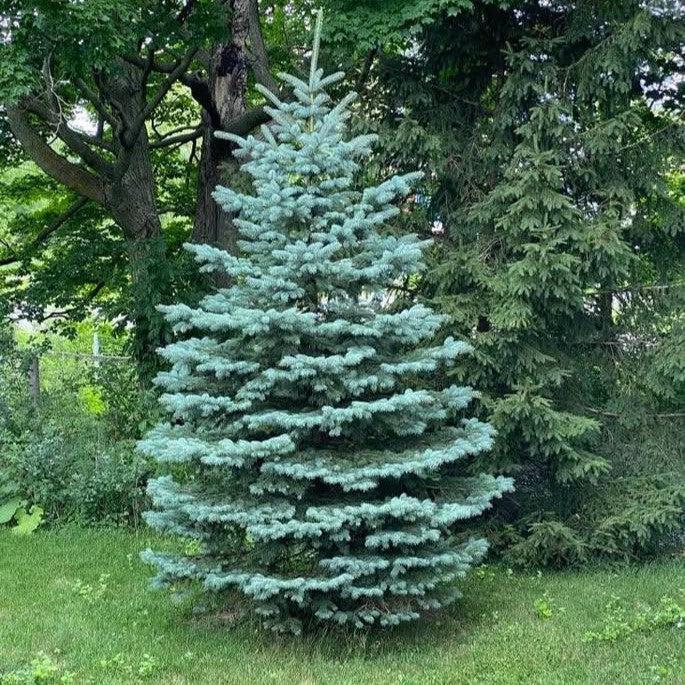 Picea pungens 'Blue Diamond' ~ Blue Diamond Blue Spruce-ServeScape