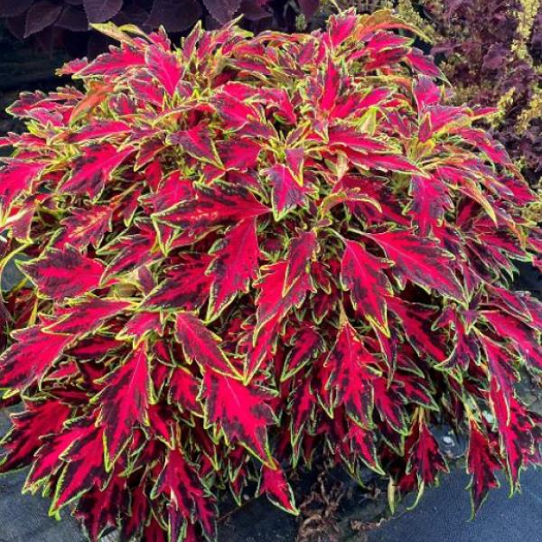 Solenostemon scutellarioides 'TerraScape All That Lava' ~TerraScape All That Lava Coleus-ServeScape