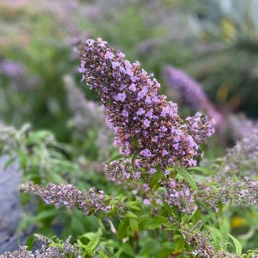 Buddleia 'Grand Cascade' ~ Grand Cascade Butterfly Bush-ServeScape