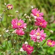 Anemone hupehensis var. japonica 'Prince Henry' ~ Prince Henry Anemone-ServeScape