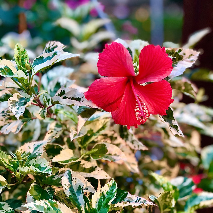 Hibiscus rosa-sinensis 'Snow Queen' ~ Snow Queen Hibiscus-ServeScape