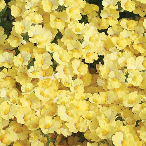 Nemesia 'Intraigoldtwo' ~ PW® Sunsatia® Lemon Nemesia-ServeScape