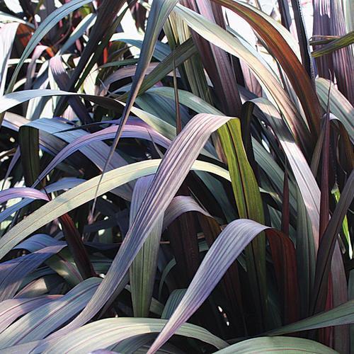 Pennisetum purpureum 'Tift-8' ~ PW® Vertigo® Napier Grass-ServeScape