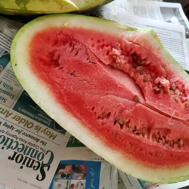 Citrullus lanatus 'Congo' ~ Congo Watermelon-ServeScape
